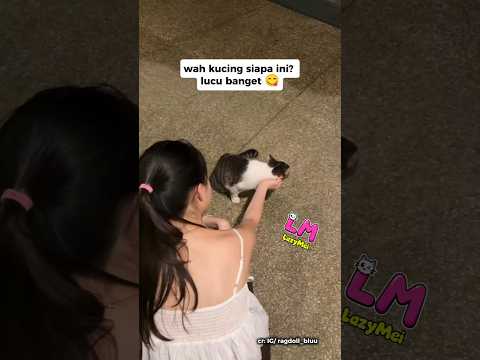 nemu kucing di jalan 😙 #funny #cat
