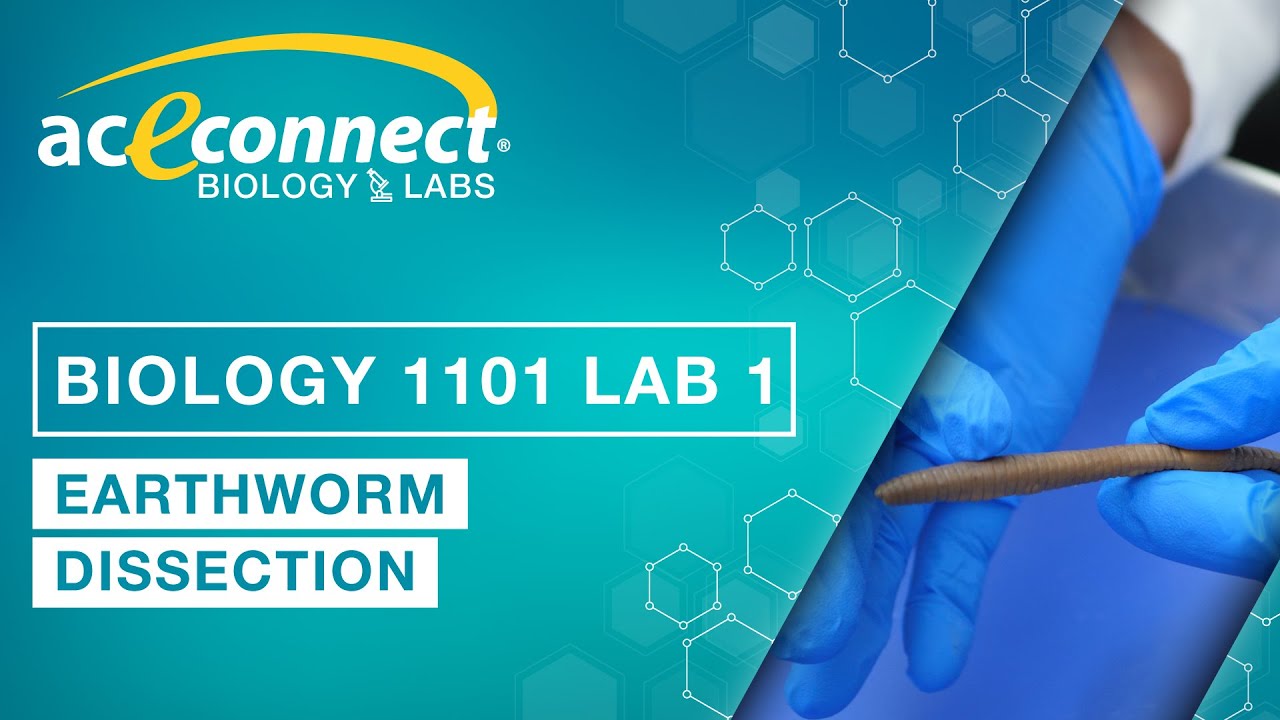 Earthworm Dissection Virtual Lab: Exploring the Wonders of Anatomy from Home