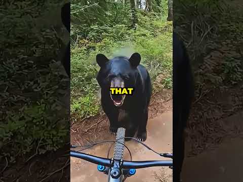 He thought the bear would run away but 😂