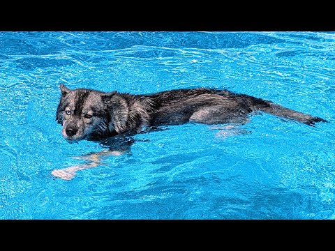 My Dogs JUMPS In The Swimming Pool Full of SAND!