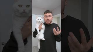 Ира в ужасе: Женя всё продал!😵‍💫💸 #котики