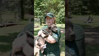 We rescued Hampton!   #animals #animal #animalrescue