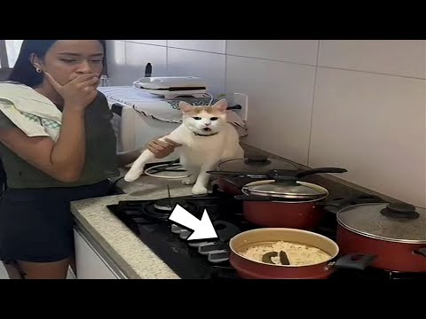 FUNNY CATS MEMES COMPILATION V43