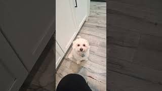 TINY ES UN SOLDADO #perros #pets #pet #amomiperro #perritos #perro #miperro #gracioso #risas #humor