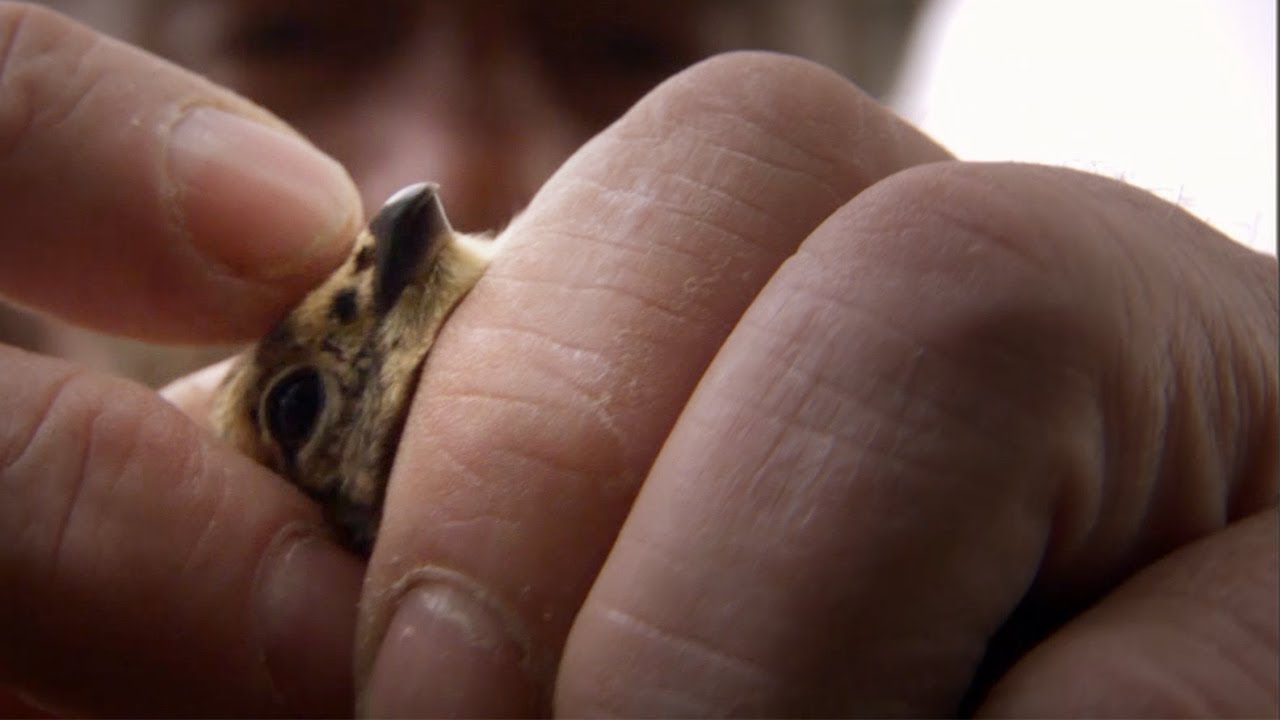 Grouse Chicks Die from Hypothermia BBC Earth
