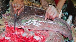 Giant African CatFish Cutting Skills | Amazing Magur Fish Cutting Skills Live In Fish Market
