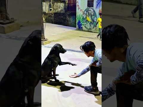 Dog Performs Amazing Flip🐶🤸‍♂️ #DogFlip #DogTrick #AgilityDog #FunnyDogs #DogLovers #Pets