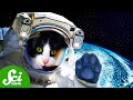 Félicette: The First Feline Astronaut