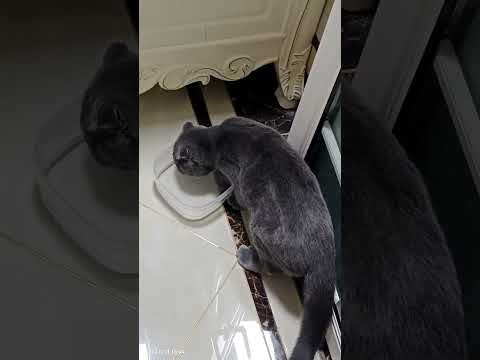 Cats fight over water bowl in Hebei, China