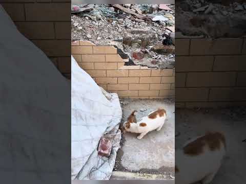 Warm moment between mother cat and her cub#cat