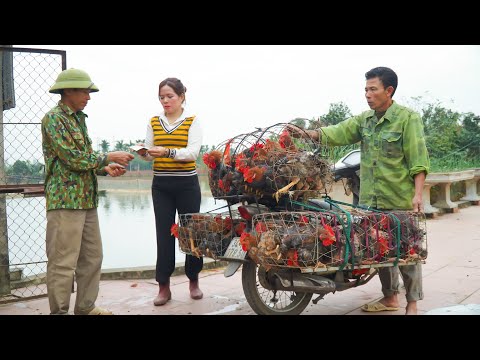 From Farm to Market: Perfecting Chicken Care and Harvesting Techniques!