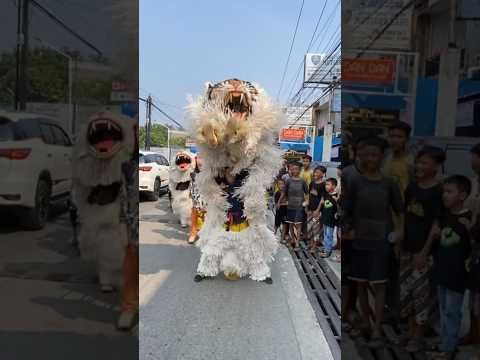 Macan Salto Depan Dijalan Raya #shortvideo #bintangpanorama #macan