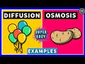 Exploring Diffusion and Osmosis Concepts
