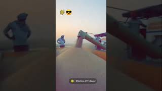 🌾😎#farming #farminglife #trending #gurjar #shortvideo