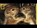 Antelope Squirrels and Their Brave Mom