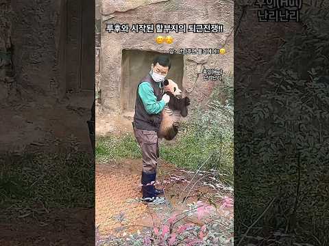 와우 맙소사!!루후와 시작된 퇴근 전쟁 너무 웃겨요 ㅋㅋㅋ?? 난리브루스?할부지 홧팅입니다#padababy#熊猫#パンダ#panda#ruibao#huibao