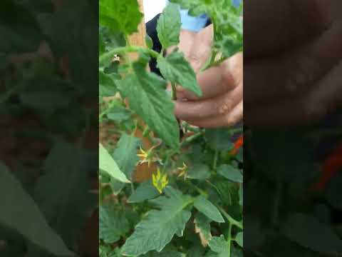 🍅👨‍🌾 Το κλάδεμα της ντοματιάς, όπως το κάνω εγώ | #κήπος #λαχανόκηπος #ντομάτα