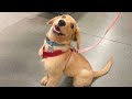 Puppy Antics and Adventures