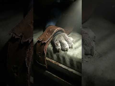 ZOOTOPIA 2 Investigation In Hospital #shorts