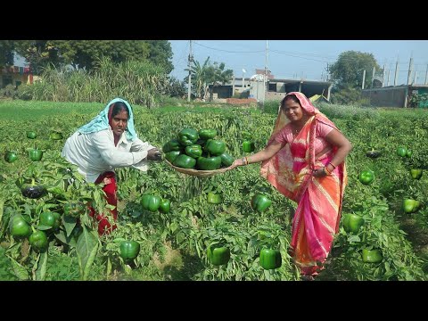 शिमला मिर्च भरवां पकोड़ा के साथ हरी मिर्च तली हुई मिल जाए तो पकोड़े का स्वाद दूना होजाए