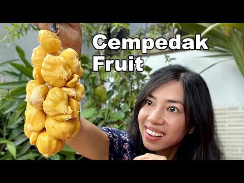 Cempedak Craze: The Exotic Fruit You Need to Try!