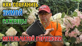 ТРИ надежных способа сохранить САЖЕНЦЫ гортензии метельчатой ЗИМОЙ #garden