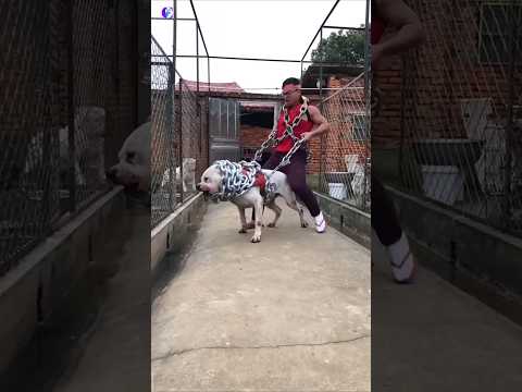 Rabies In Animal's #shorts