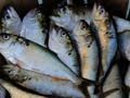 Sustainable Fishing and Environmental Practices