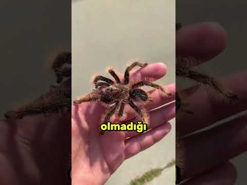 Kahvaltı Kasesine Düşen Dev Örümcek! 🕷️😱