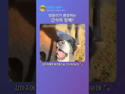 강아지가 환장하는 간식의 정체 🦴