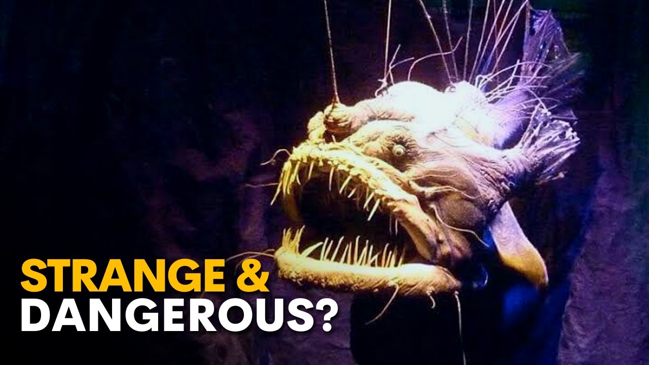 Top 10 Weird Deep Sea Creatures