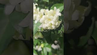 thiên nhiên#cánh hoa #singer #music #flowers #hoa đẹp