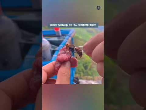 🆚🐝Hornet vs Humans: The Final Showdown Begins! 🔥⚔️