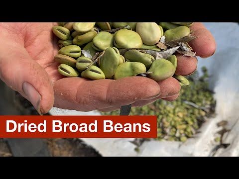 Producing Lots of Dried Broad/Fava Bean Seeds