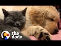 Pet Companionship and Adventures