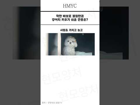 착한 바보로 불릴만큼 강아지 키우기 쉬운 견종은?