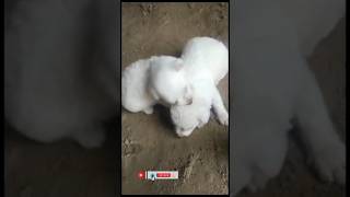 Pomeranian puppies #pomeranian #shorts #ytshorts #viral