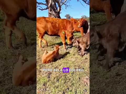 The cow rejected the calf #animals #Friendship #Us#cow