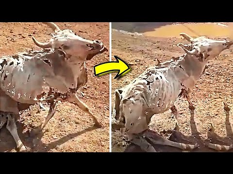 20 Creepiest Things Found In The Desert