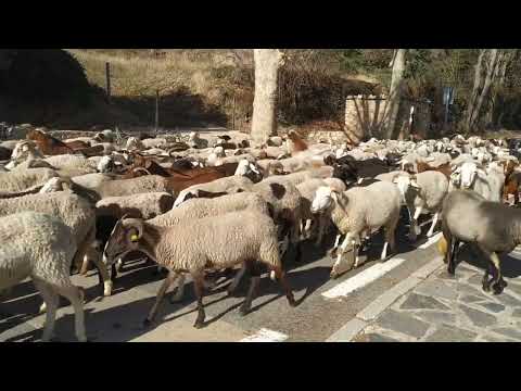 Rebaño de ovejas Juviles.