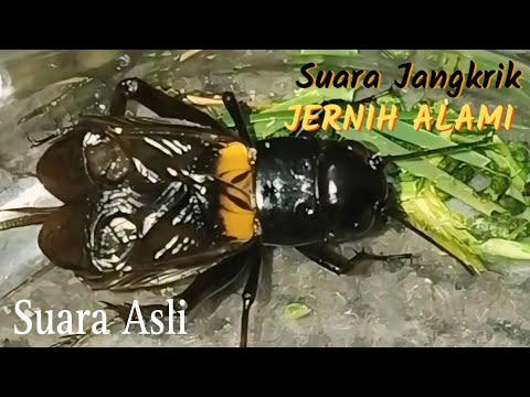 Suara Jangkrik Jaliteng