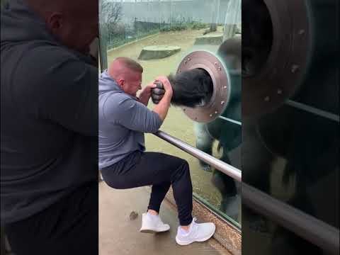 Silverback Gorilla vs American Bodybuilder โ Hand Tug War Shocks the Crowd! ๐ฆ๐ช๐ฑ