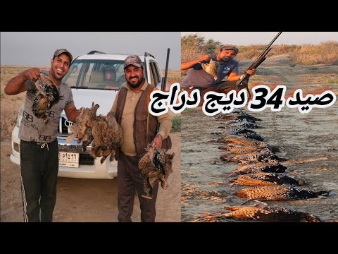 صيد طائر الدراج بطريقة مختلفة شاهد واستمتع | Hunting pheasants in a different way