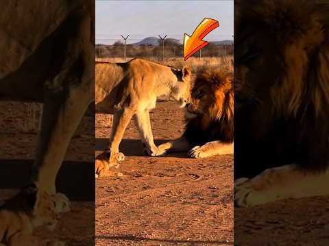 Показала КТО в доме ХОЗЯИН🫢