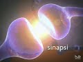 Understanding Neuronal Communication
