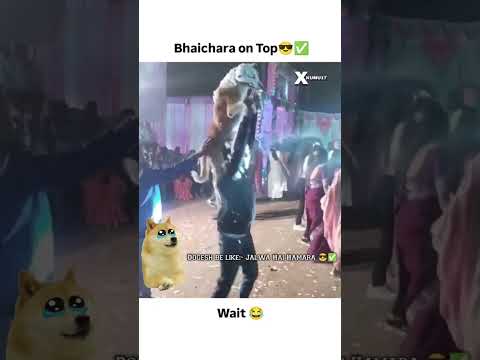 डॉग्स भी सरमाते ह यार #shorts #ytshorts #dogs #funny