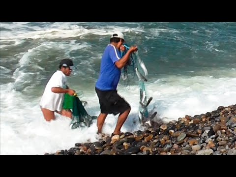 Pescadores Arrojan sus Atarrayas en el Mar sin imaginar la increíble sorpresa que le espera.