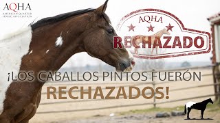 ¡Estos Caballos Fueron Rechazados por Tener Manchas! 😱 El Error Histórico de la AQHA 🐴Del Cerro Soy