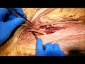 Thigh Anatomy and Function