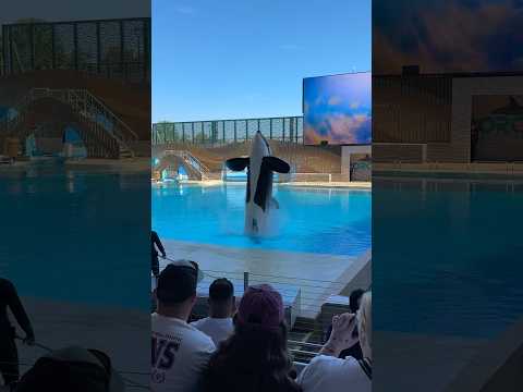Orca encounter